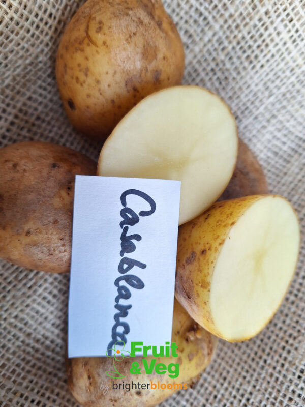 Seed Potato Casablanca - Image 4