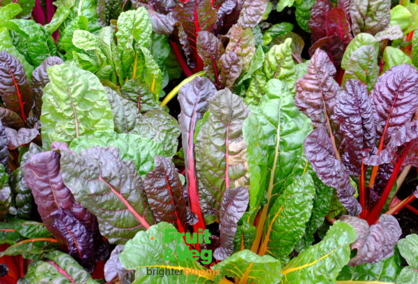 Chard Rainbow Mix