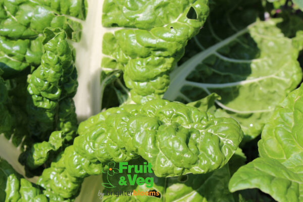 Chard Rainbow Mix - Image 5