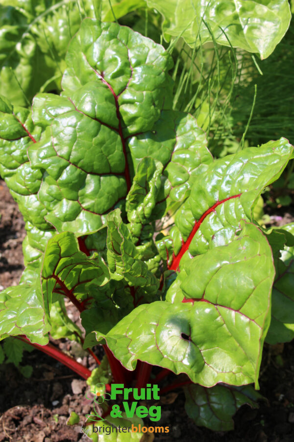 Chard Rhubarb Chard - Baby leaf - Image 4