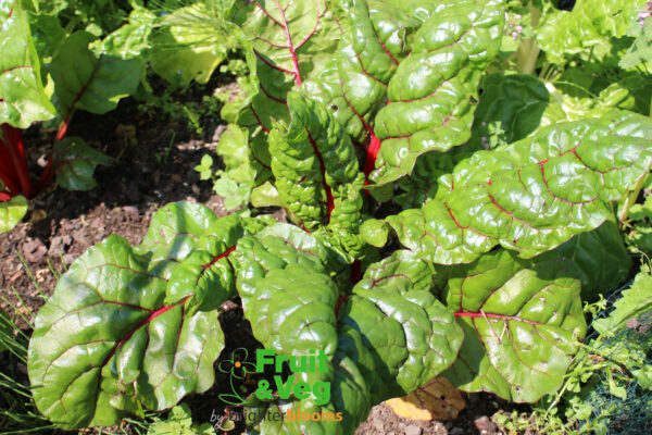 Chard Rainbow Mix - Image 4