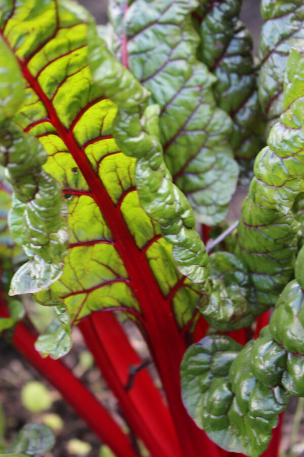 Chard Rhubarb Chard - Baby leaf