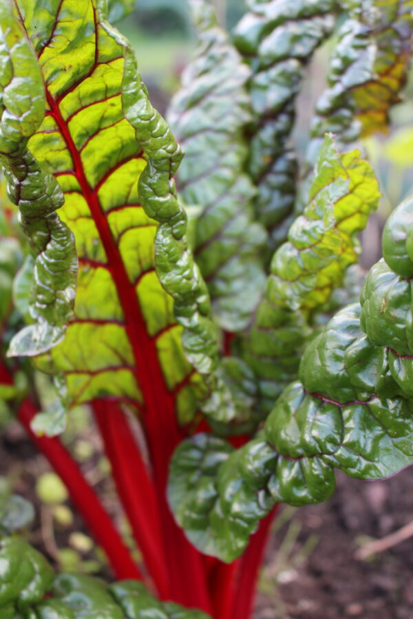 Chard Rhubarb Chard - Baby leaf - Image 2