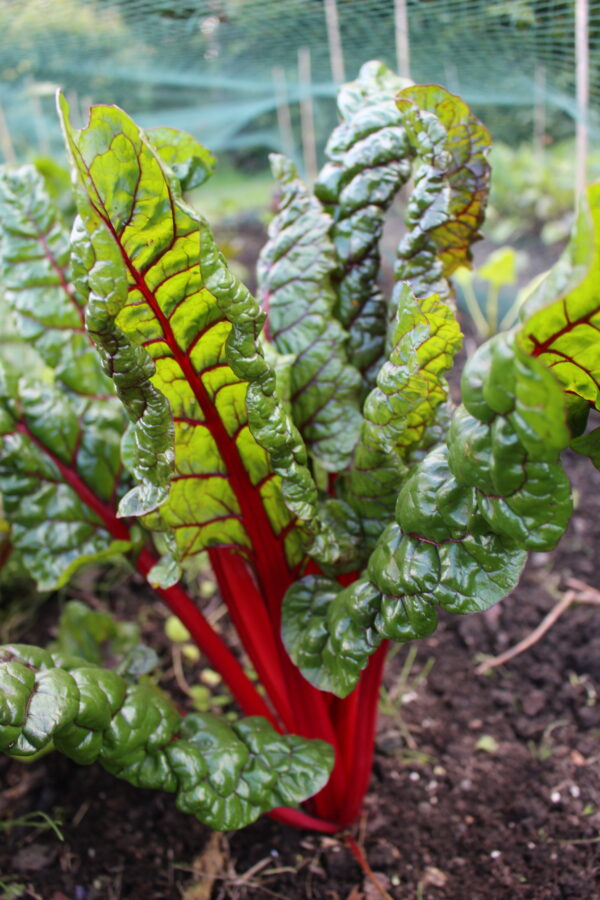 Chard Rainbow Mix - Image 6