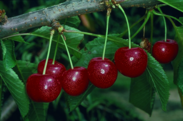 Cherry Morello