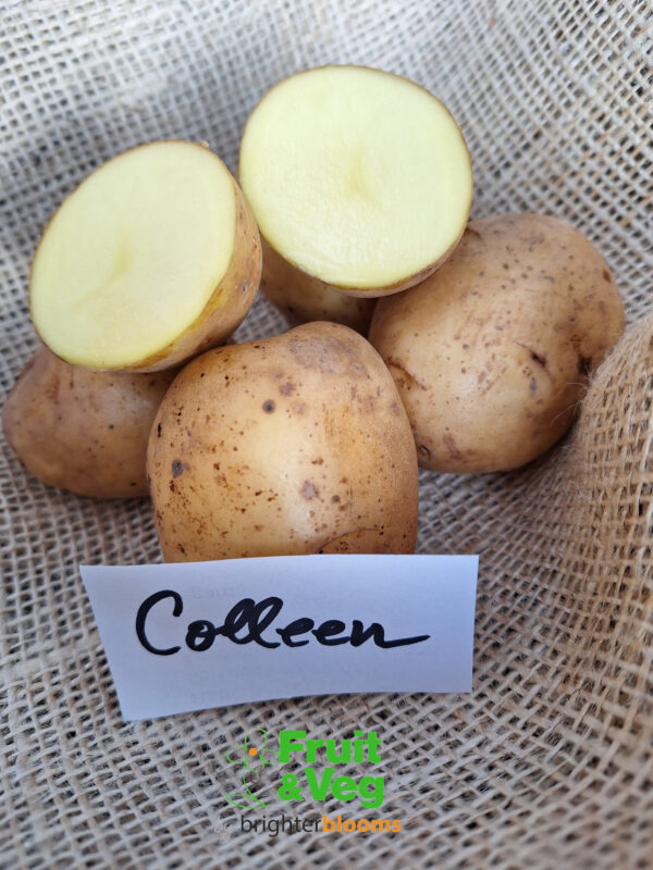 Seed Potato Colleen (Organic)