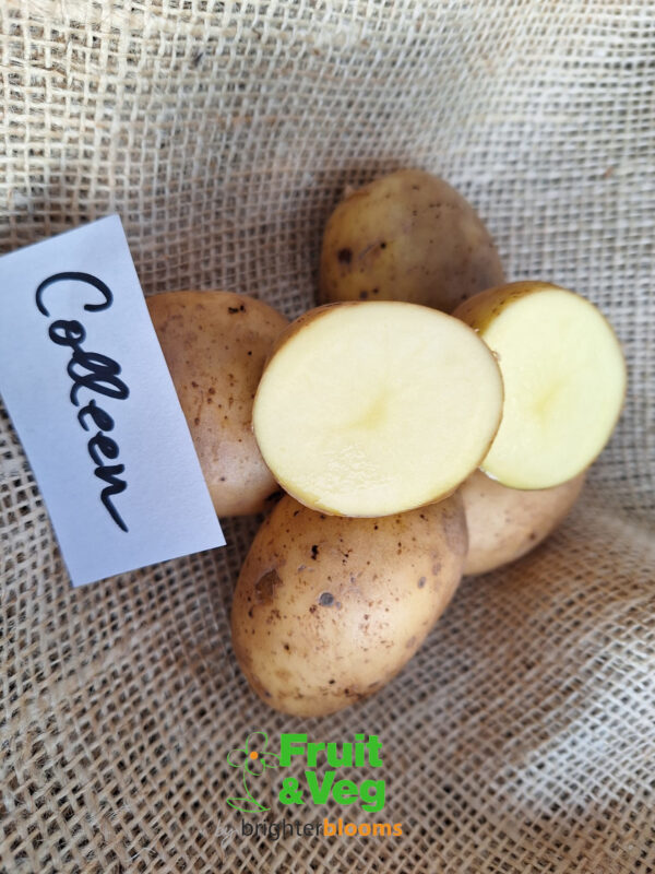 Seed Potato Colleen (Organic) - Image 4