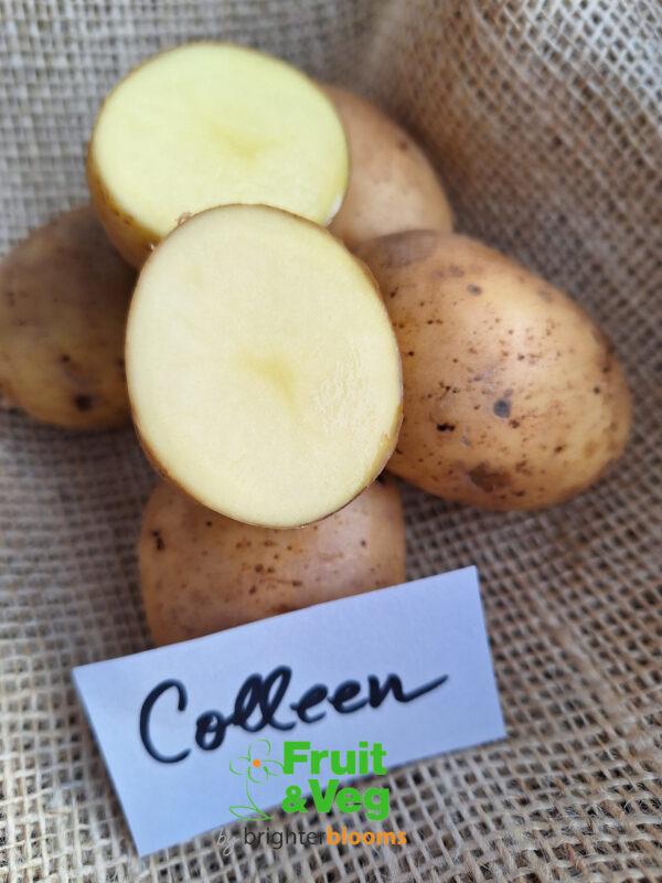 Seed Potato Colleen (Organic) - Image 3