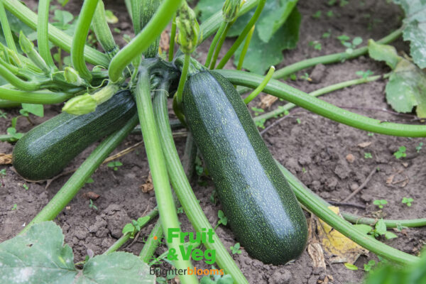 Courgette Ambassador F1