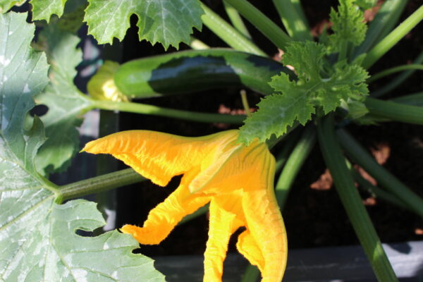 Courgette Midnight F1 (Bush)