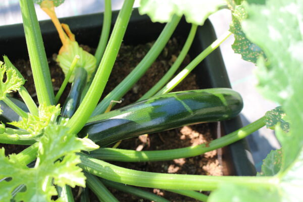 Courgette Midnight F1 (Bush) - Image 2