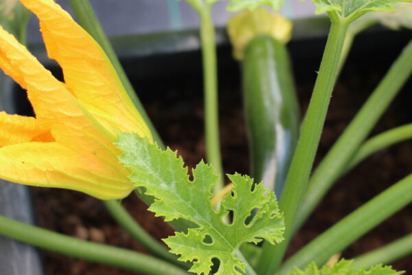 Courgette Midnight F1 (Bush) - Image 4