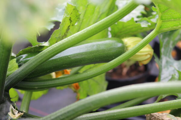 Courgette Midnight F1 (Bush) - Image 3