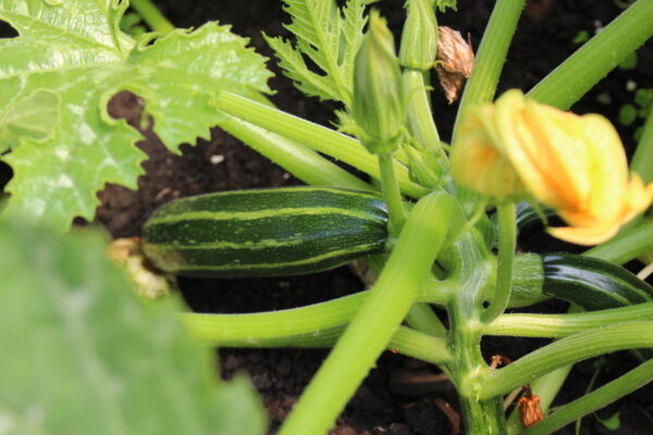 3 Courgette Safari