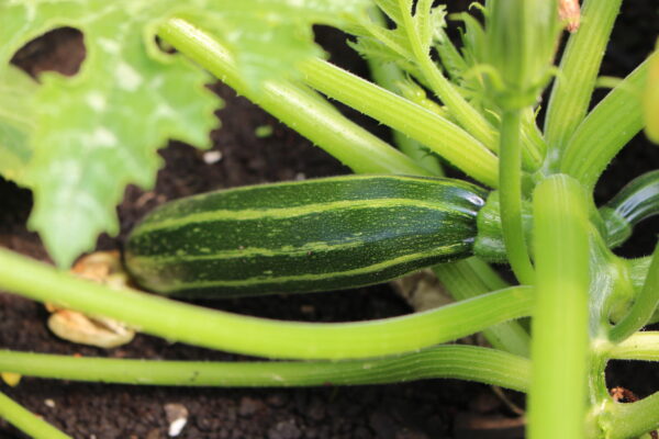 3 Courgette Safari - Image 2