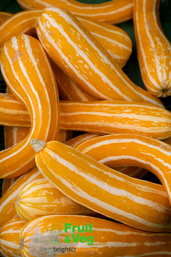 Courgette Sunstripe F1