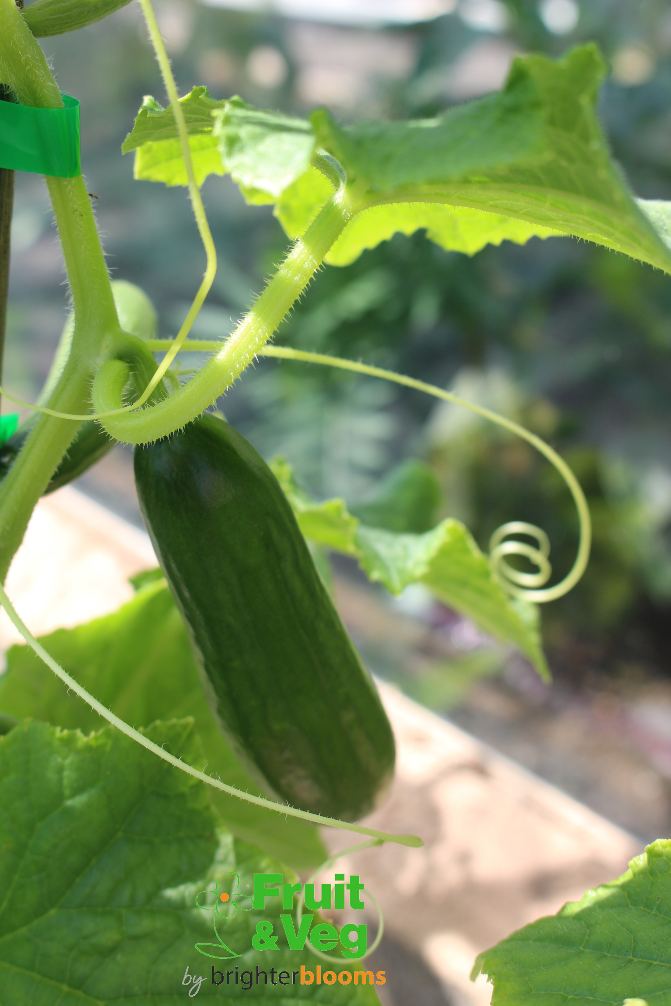 Cucumber Passandra F1 Greenhouse Grow Veg Fruit By Brighter Blooms Cucumber Passandra F1 Greenhouse Grow Veg Fruit By Brighter Blooms