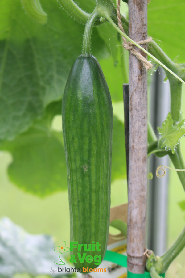 Cucumber Passandra F1 Greenhouse Grow Veg Fruit By Brighter Blooms Cucumber Passandra F1 Greenhouse Grow Veg Fruit By Brighter Blooms