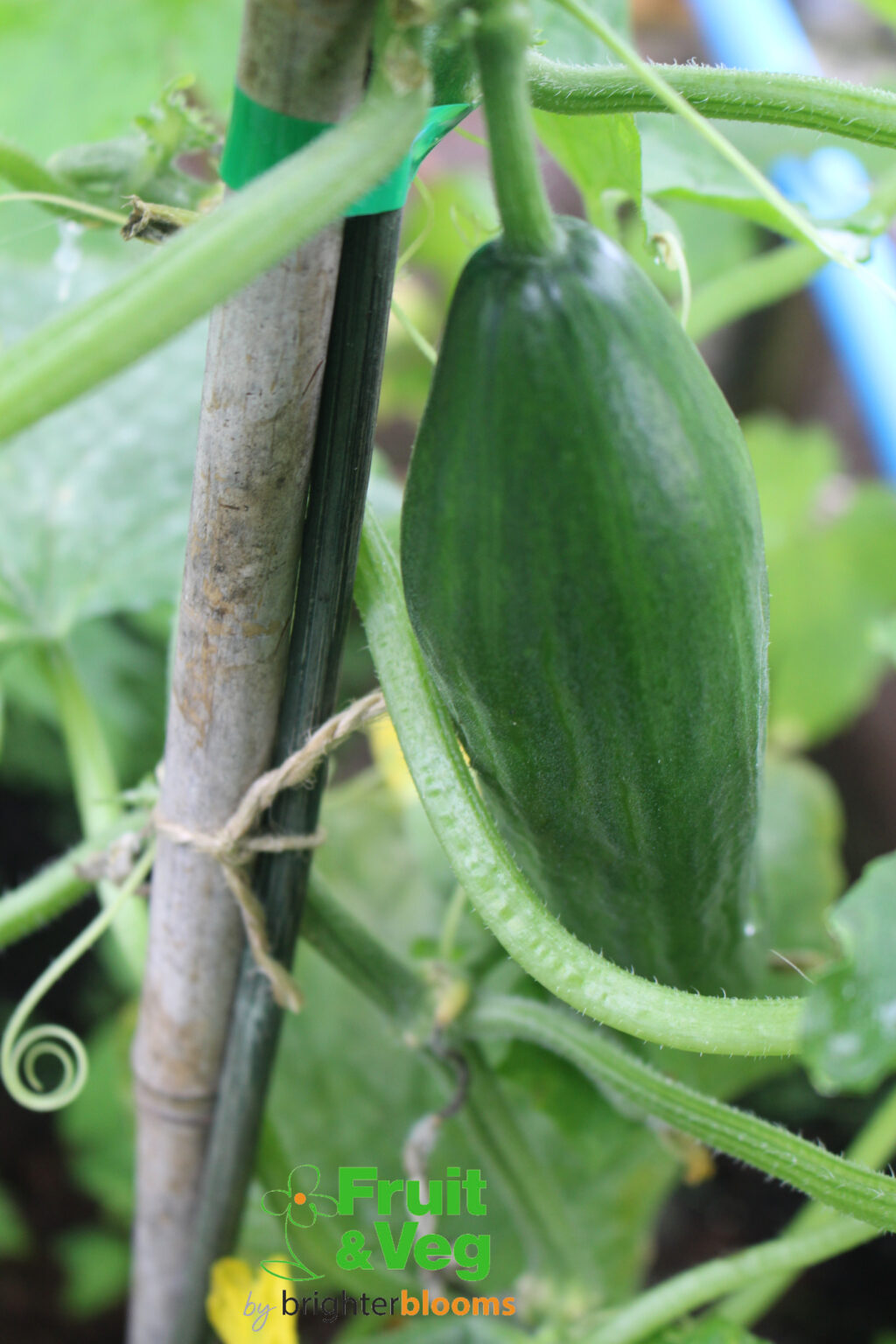 Cucumber Passandra F1 Greenhouse Grow Veg Fruit By Brighter Blooms Cucumber Passandra F1 Greenhouse Grow Veg Fruit By Brighter Blooms