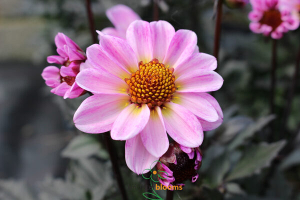 Dahlia American Pie