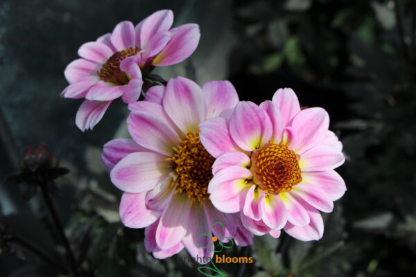 Dahlia American Pie - Image 4