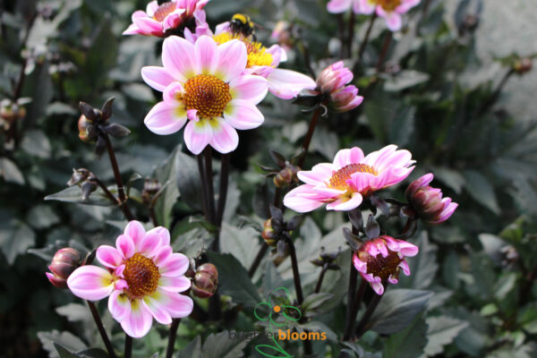 Dahlia American Pie - Image 3