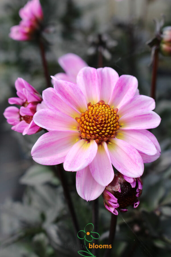 Dahlia American Pie - Image 5