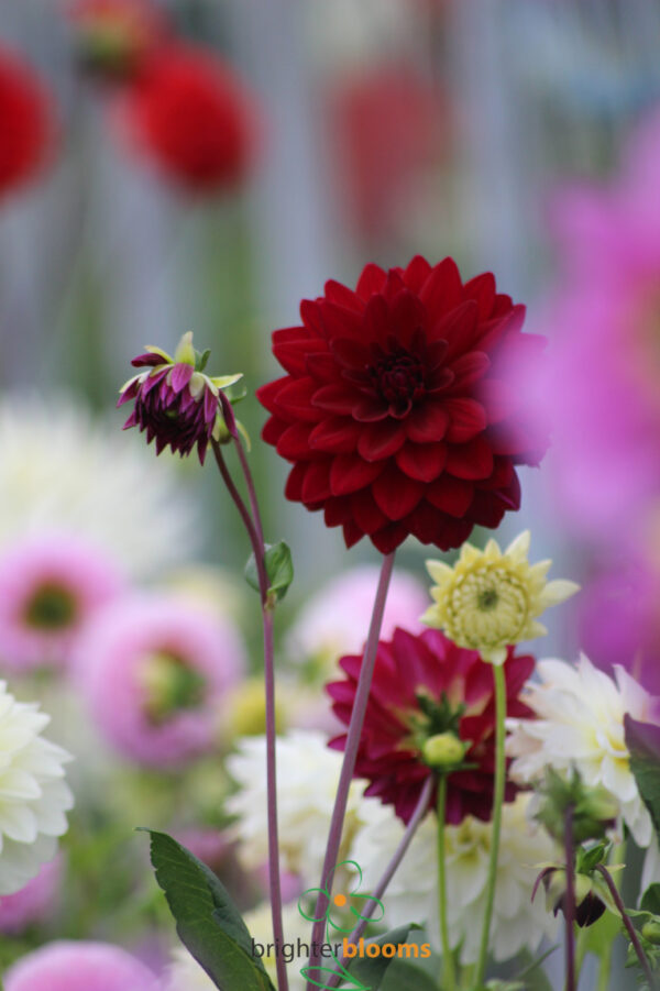 Dahlia Arabian Night - Image 4