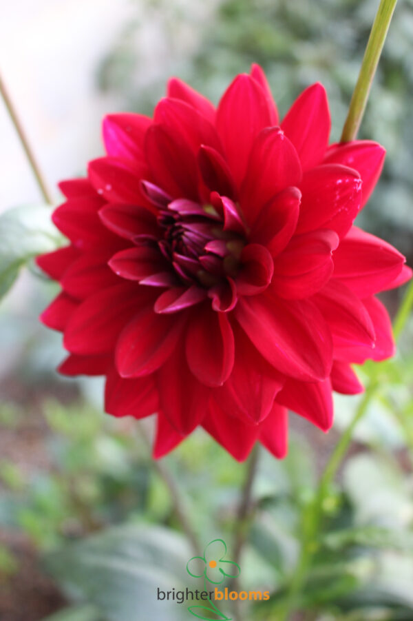 Dahlia Arabian Night - Image 2