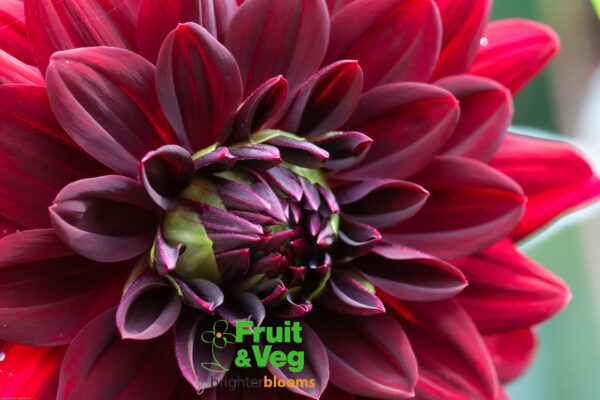 Dahlia Arabian Night
