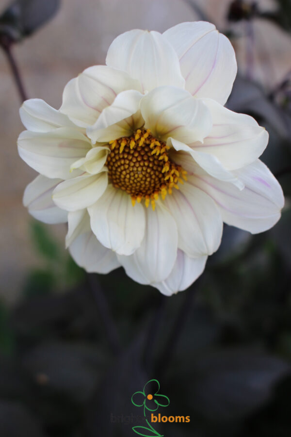 Dahlia Bishop of Dover