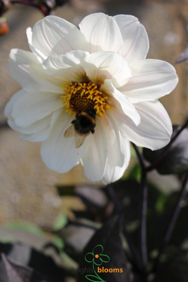 Dahlia Bishop of Dover - Image 2