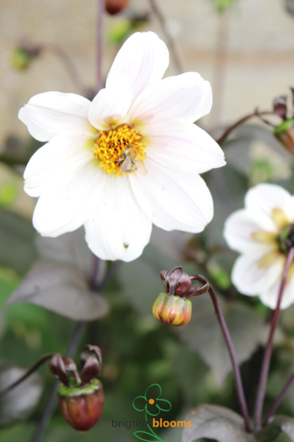 Dahlia Bishop of Dover - Image 4