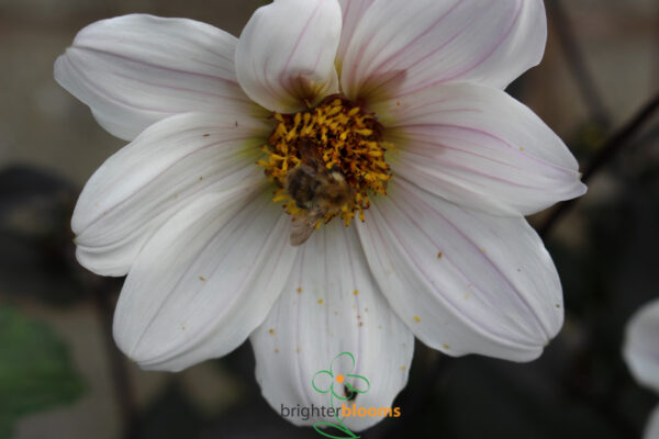 Dahlia Bishop of Dover - Image 3