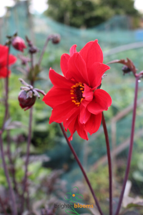 Dahlia Bishop Of Llandaff - Image 3