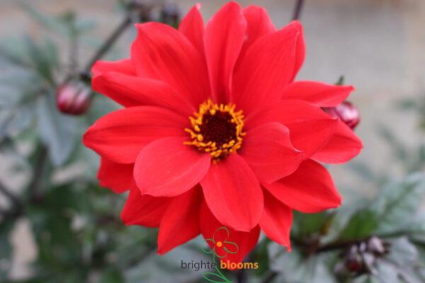 Dahlia Bishop Of Llandaff