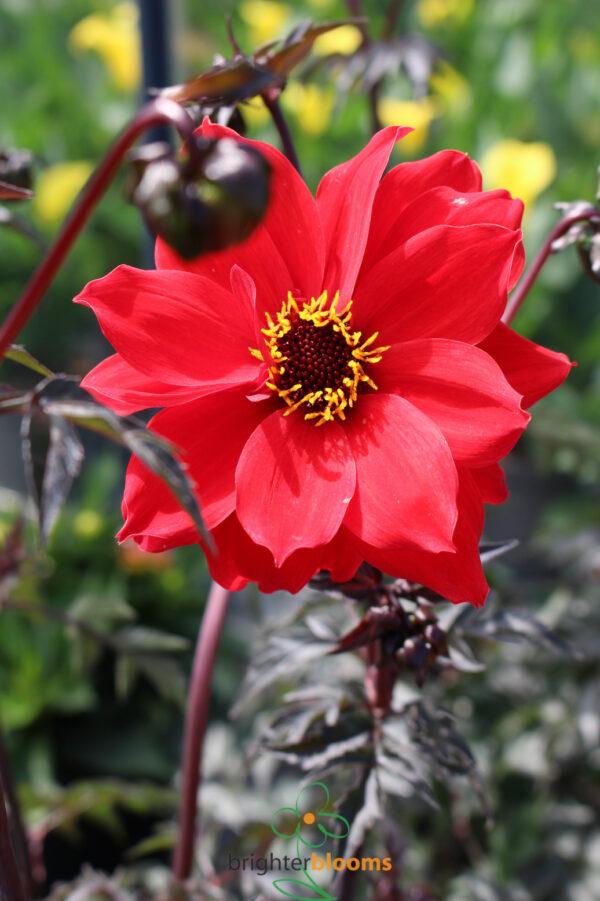 Dahlia Bishop Of Llandaff - Image 2