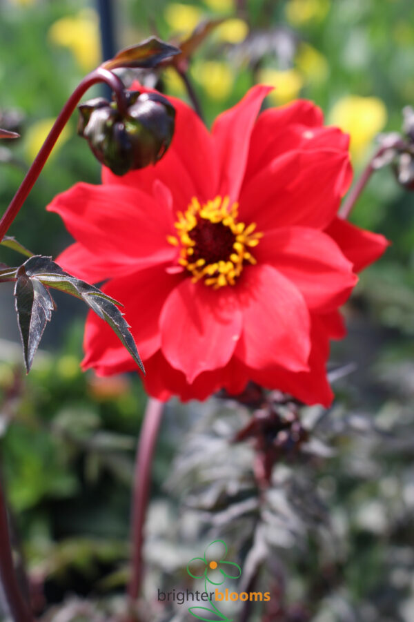 Dahlia Bishop Of Llandaff - Image 5