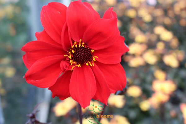 Dahlia Bishop Of Llandaff - Image 4