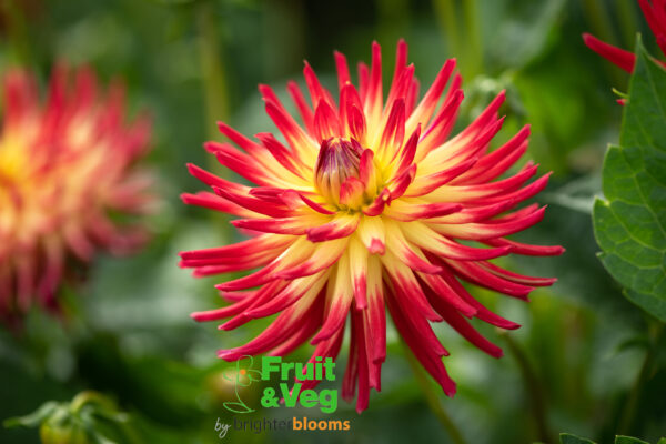 Dahlia Bora Bora