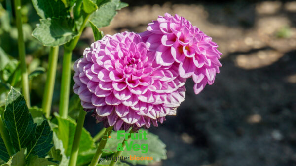 Dahlia Boy Scout