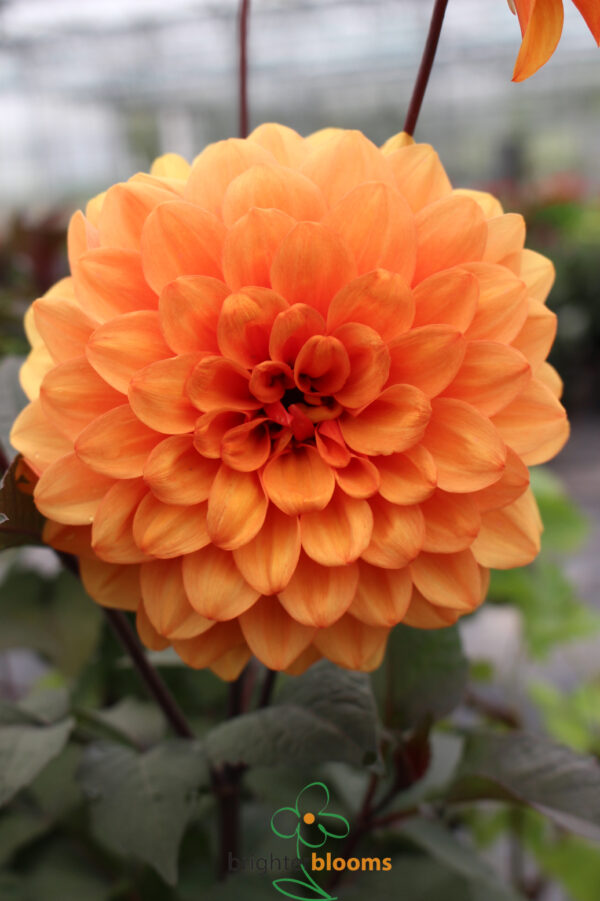Dahlia David Howard - Image 2