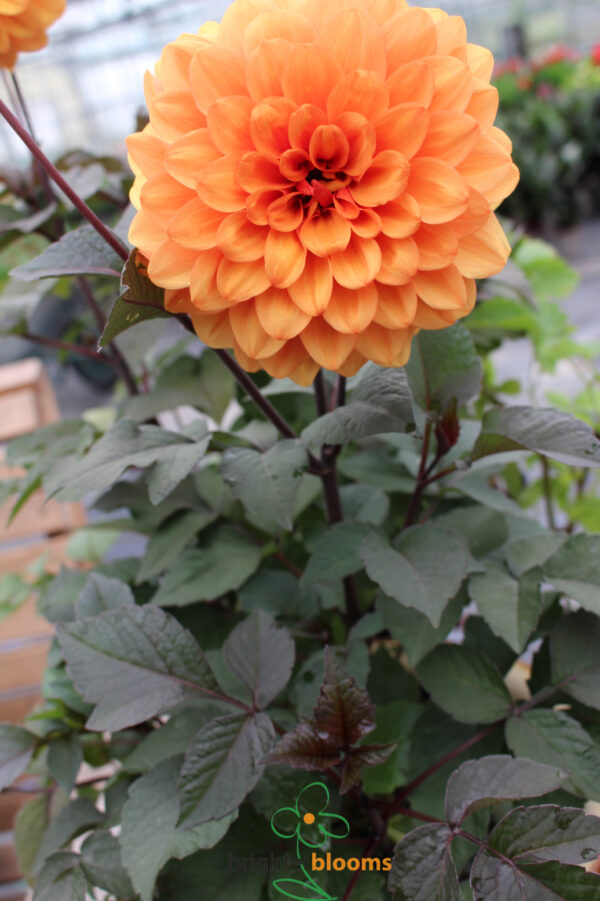 Dahlia David Howard - Image 6