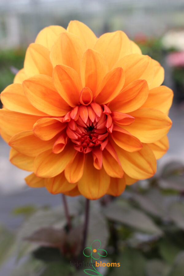Dahlia David Howard - Image 5