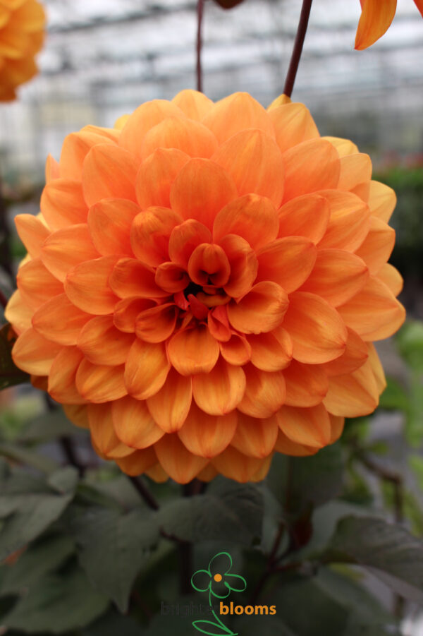 Dahlia David Howard