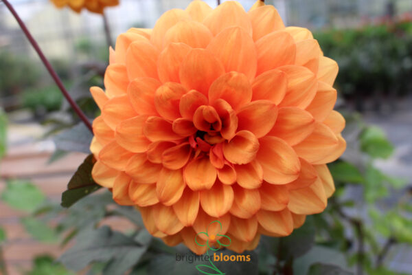 Dahlia David Howard - Image 4