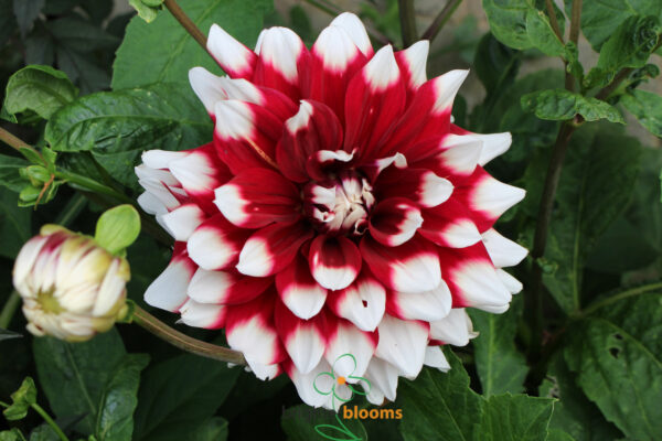 Dahlia Duet - Image 3