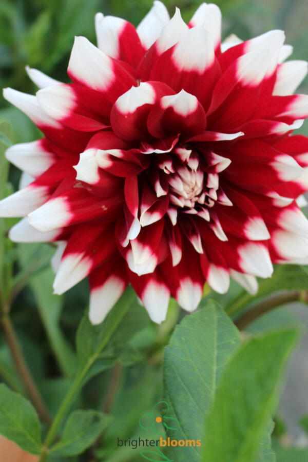 Dahlia Duet - Image 4