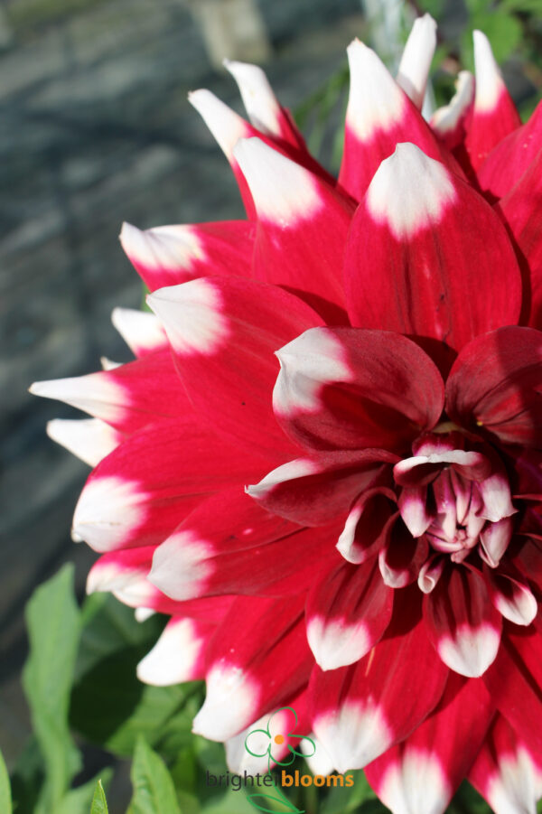 Dahlia Duet - Image 2