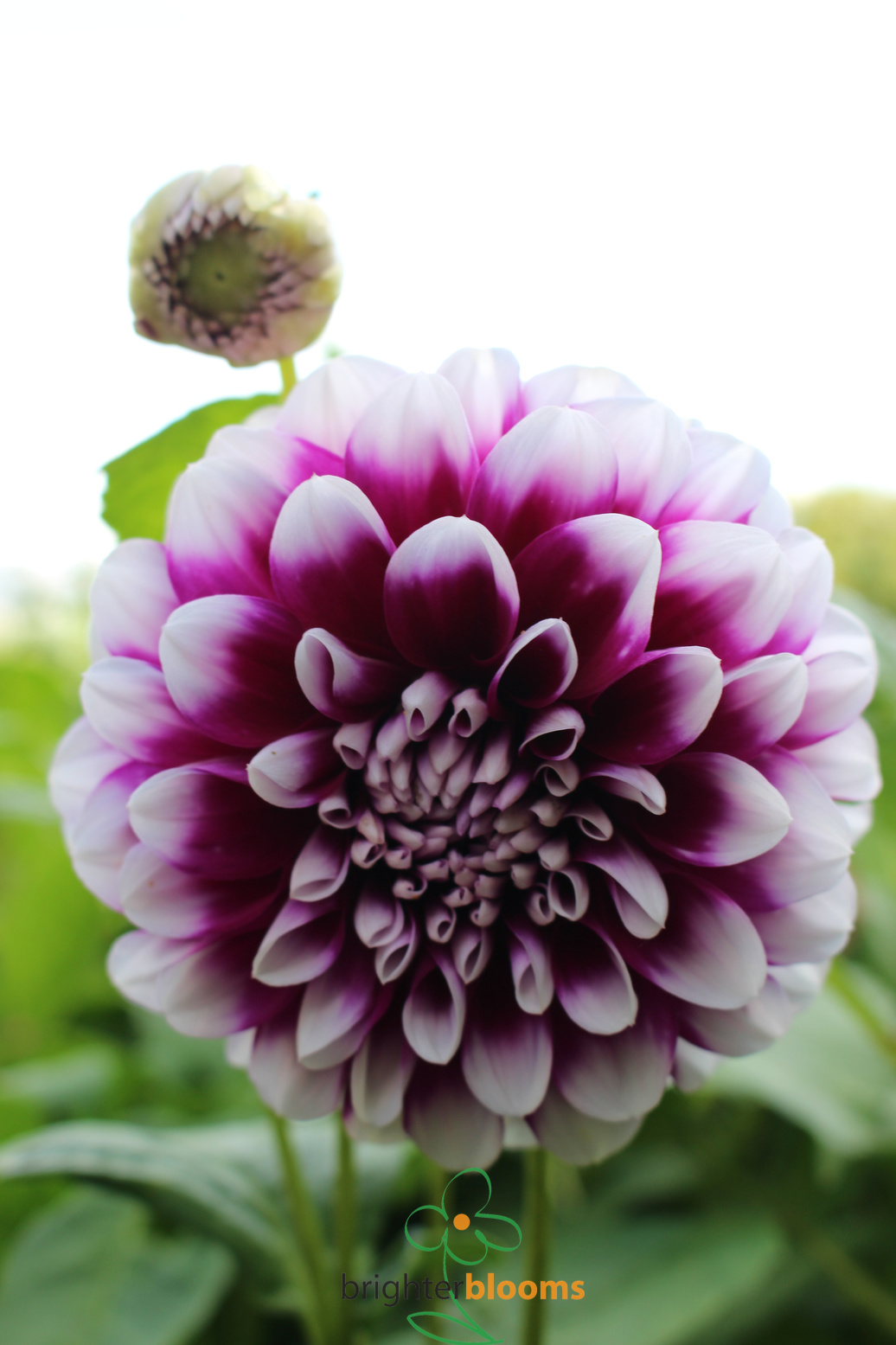 thumbnail image 2 of 20 Purple & White Edinburgh Dahlia Seeds – Rare Exotic Flower Seeds (Perennial, USA Seller) 2 of 3